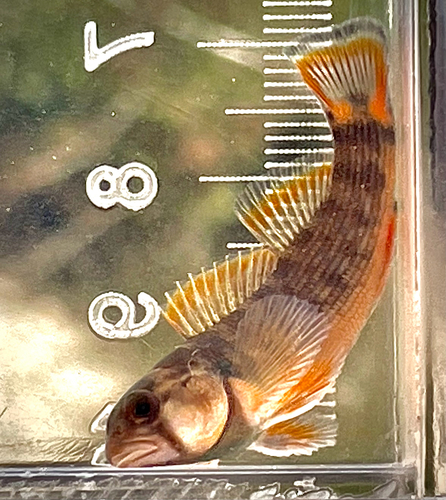 Orangefin Darter