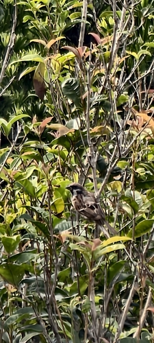 Eurasian Tree Sparrow