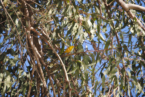iNaturalist observation photo of Wilson's Warbler