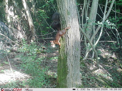 Eurasian Red Squirrel