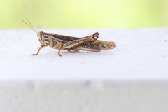 Schistocerca americana