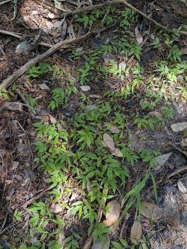 Oplismenus hirtellus, photograph 6