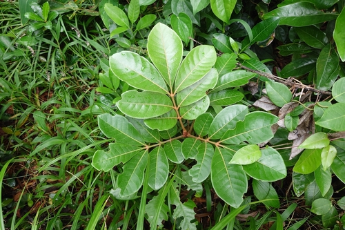 Aglaia rimosa
