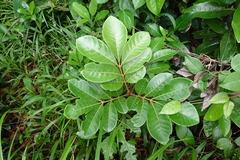 Aglaia rimosa