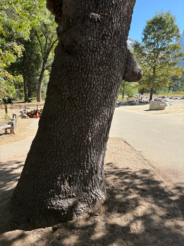 iNaturalist observation photo of California black oak