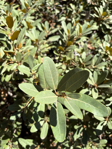 iNaturalist observation photo of bush chinquapin