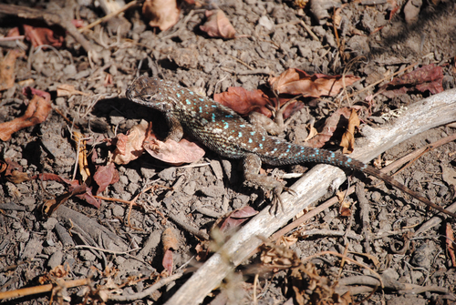iNaturalist observation photo of Western Fence Lizard
