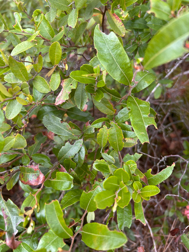 leatherleaf
