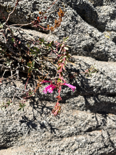 iNaturalist observation photo of Mountain Pride