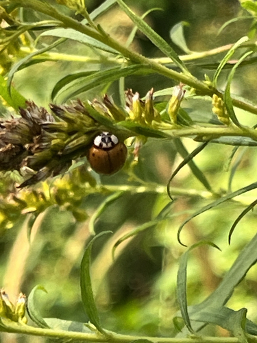 Asian Lady Beetle