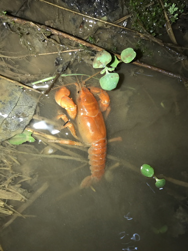 Cambarus dubius