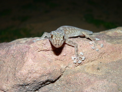 Ptyodactylus togoensis