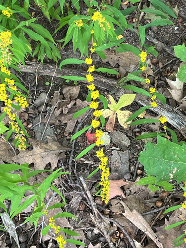 bluestem goldenrod