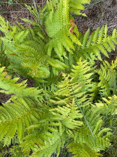 cinnamon fern