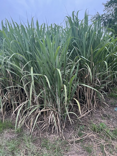 Saccharum officinarum observed 2026-09-13