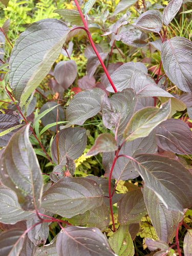 red osier dogwood