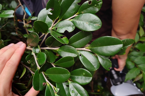 Diospyros ferrea observed 2026-09-12