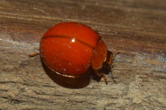 Micraspis discolor
