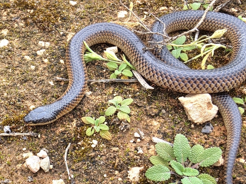 Black-naped Hooded Snake