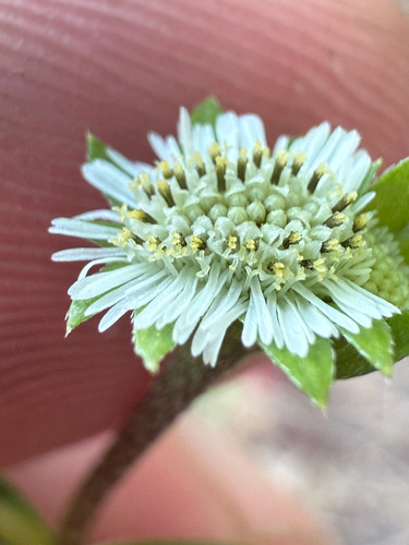 False Daisy