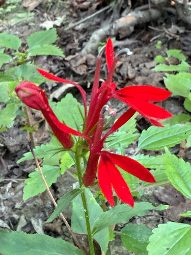cardinal flower
