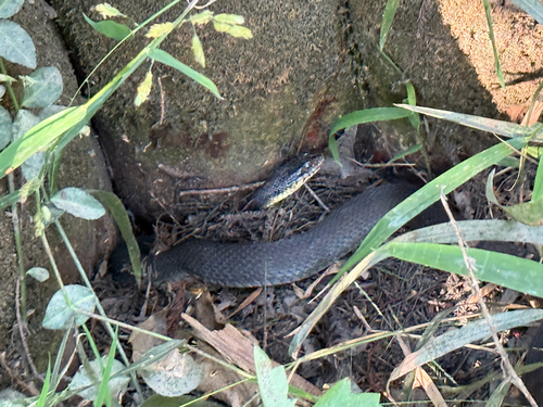 Plain-bellied Watersnake