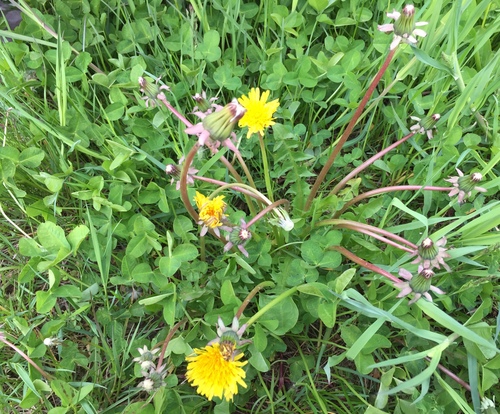green dandelion (Taraxacum alatum)