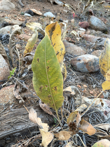 iNaturalist observation photo of woolly mule's ears