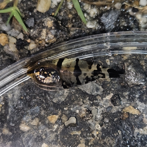 Pseudis paradoxa, 2026-09-12