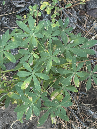 iNaturalist observation photo of Broadleaf Lupine