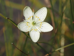 Parnassia glauca, photograph (c) Clay Gibbons, some rights reserved (CC BY)