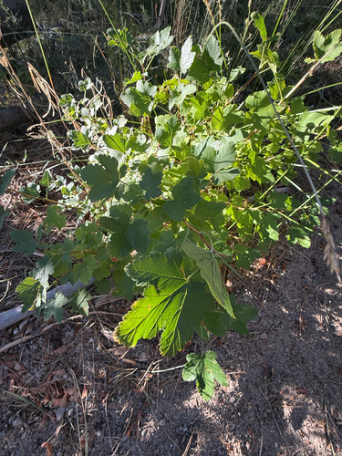 iNaturalist observation photo of mountain pink currant