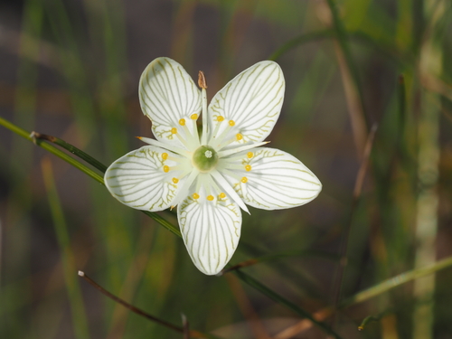 Parnassia glauca, photograph 5
