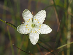 Parnassia glauca, photograph (c) Clay Gibbons, some rights reserved (CC BY)