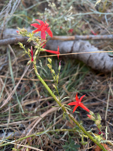 iNaturalist observation photo of Scarlet Gilia