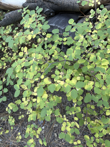 iNaturalist observation photo of snowberries