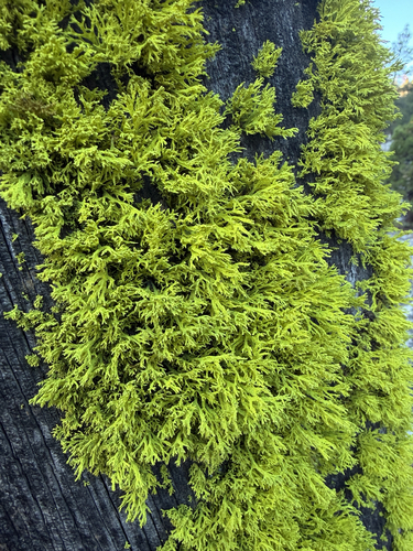 iNaturalist observation photo of Wolf Lichens