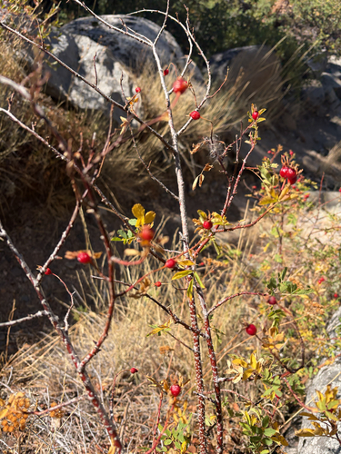 iNaturalist observation photo of Woods' rose