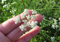 Limnosciadium pinnatum