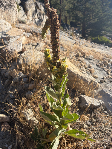 iNaturalist observation photo of great mullein