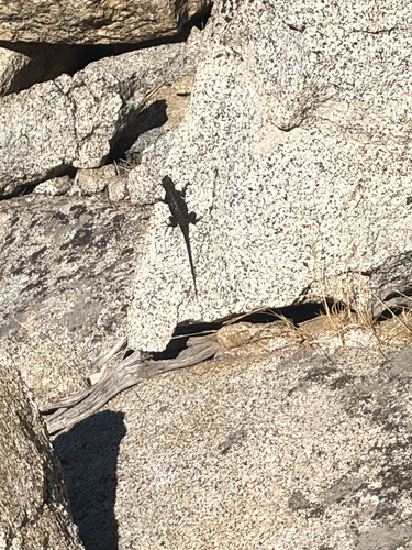 iNaturalist observation photo of Spiny Lizards