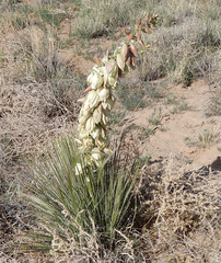 Yucca baileyi