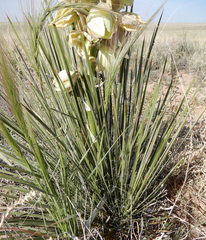 Yucca baileyi