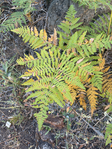 iNaturalist observation photo of common bracken