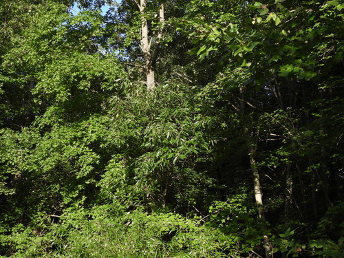 Quercus acutissima, photograph 3