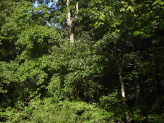 Quercus acutissima, photograph (c) geosesarma, some rights reserved (CC BY)