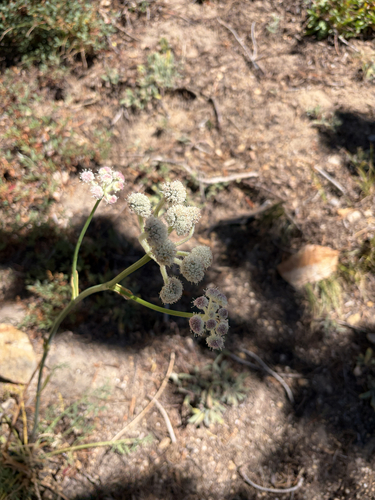 iNaturalist observation photo of ranger buttons
