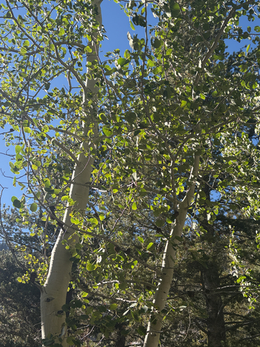 iNaturalist observation photo of quaking aspen