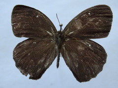 Taygetina oreba