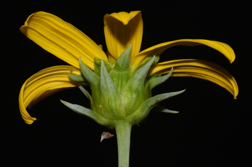 Helianthus eggertii, photograph 2